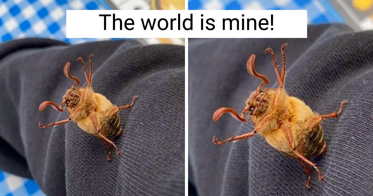 20 Times Animals Showed That They Wanted to Play by Their Own Rules