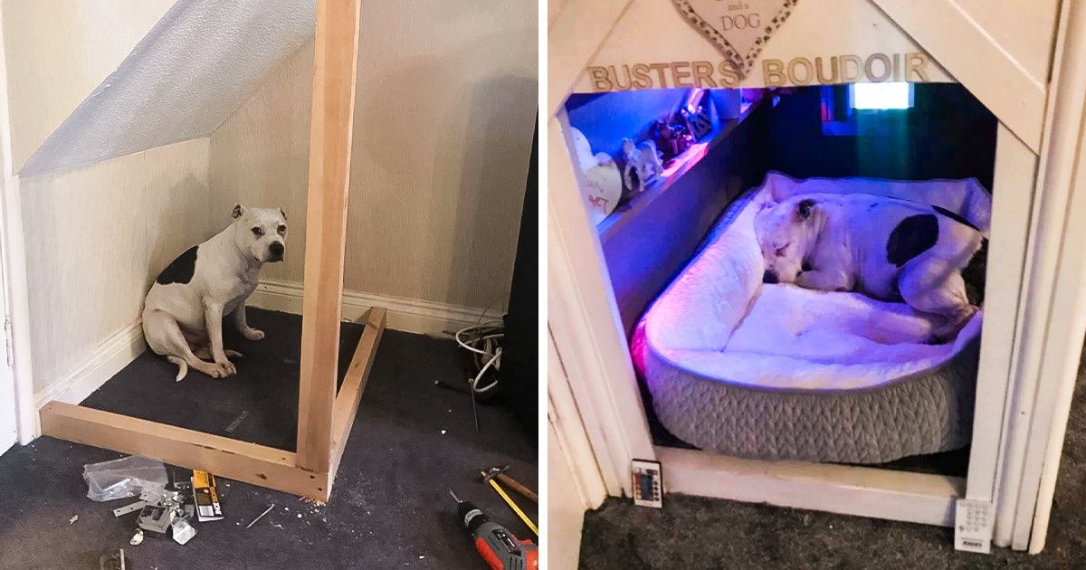 A Man Built a Mini-House for His Dog With Trust Issues to Help Him Feel Safe A Man Built a Mini-House for His Dog With Trust Issues to Help Him Feel Safe