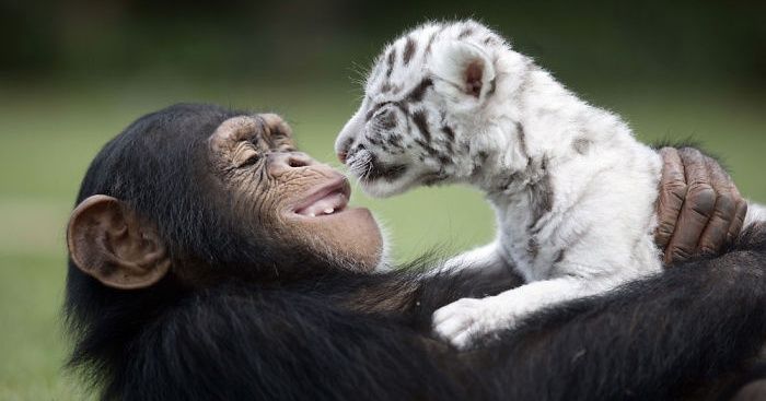 20 Unexpected Animal Friendships That Are Absolutely Adorable / Bright Side