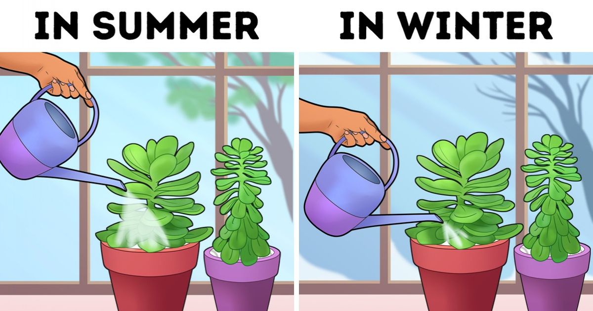 16 Bright Side Readers Shared Their Most Effective Tips to Take Care of Houseplants 16 Bright Side Readers Shared Their Most Effective Tips to Take Care of Houseplants