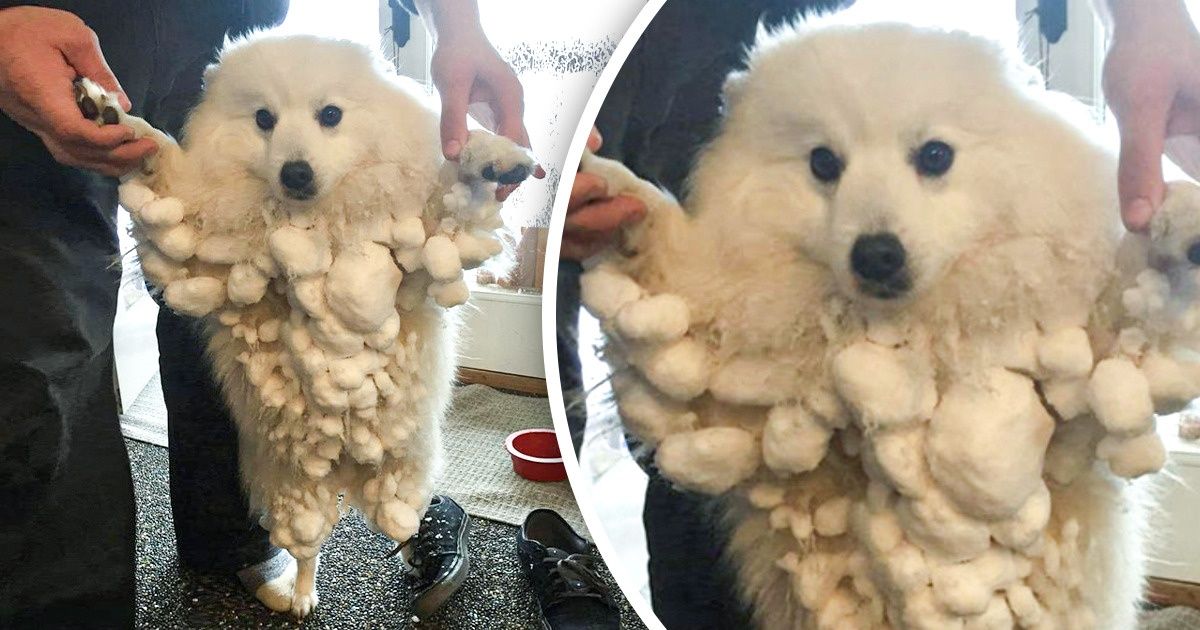 15+ Photos Showing the Hilarious Relationship Between Animals and Snow