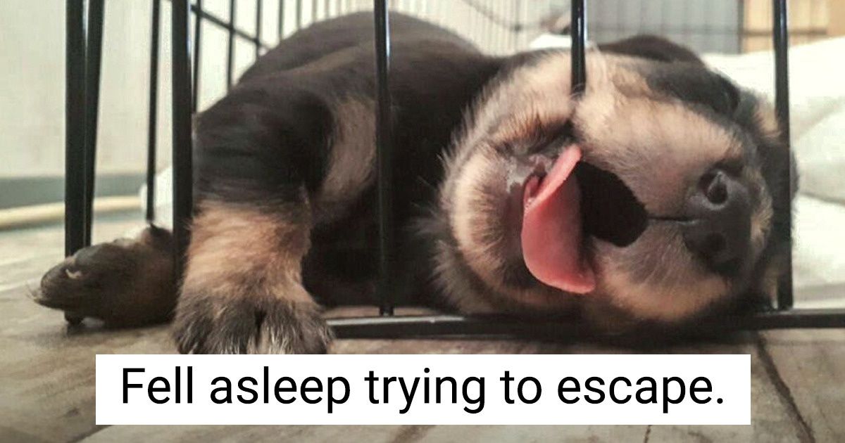 21 Pics That Prove Pets Can Sleep Pretty Much Anywhere They Want