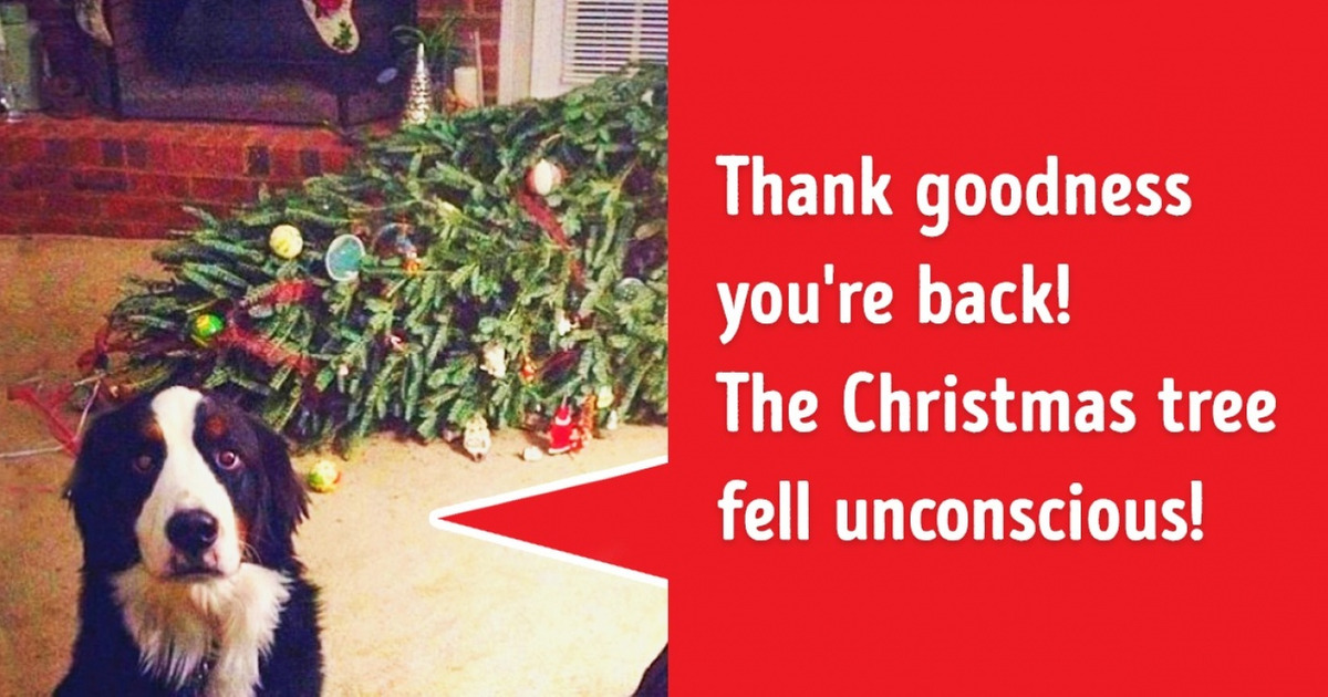 20 Dogs and Cats Who Definitely Failed to Make Friends with the Christmas Tree