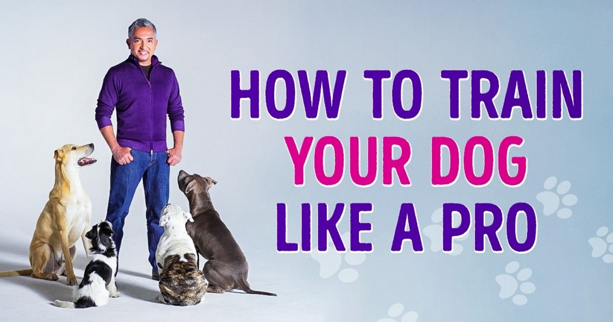 How to Train Your Dog Like a Pro