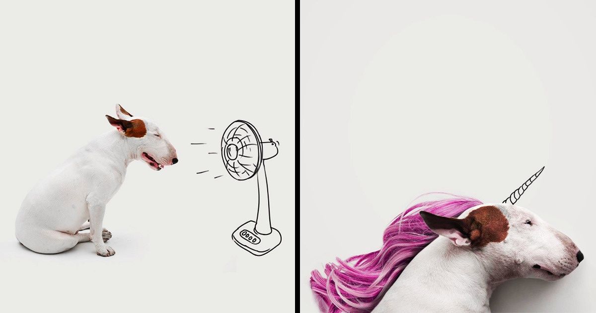 Rafael’s Wife Left Him on His 30th Birthday, and His Dog Helped Him Get Over It (Attention: It’s Too Cute for Words)