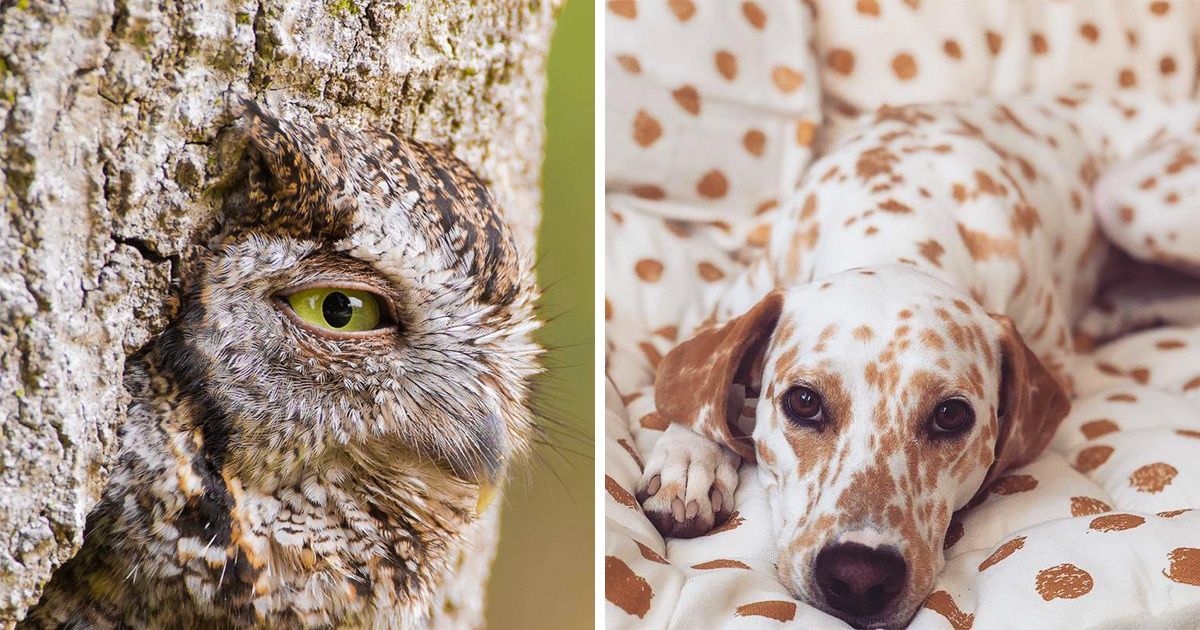 23 Animal Photos That Made Us Look Twice and Then Again