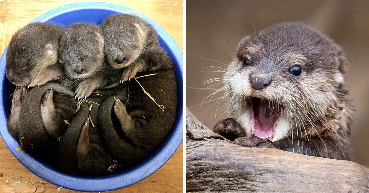 15+ Baby Otters That Can Steal Your Heart in Record Time