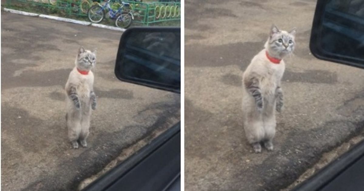 17 Reasons to Believe Cats Are All-Around Great Guys