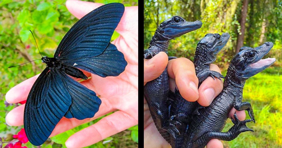 20 Fantastic Creations From Nature That Really Exist