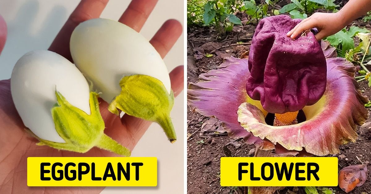 18 Pictures That Prove Nature Hides Many Unseen Things for Us