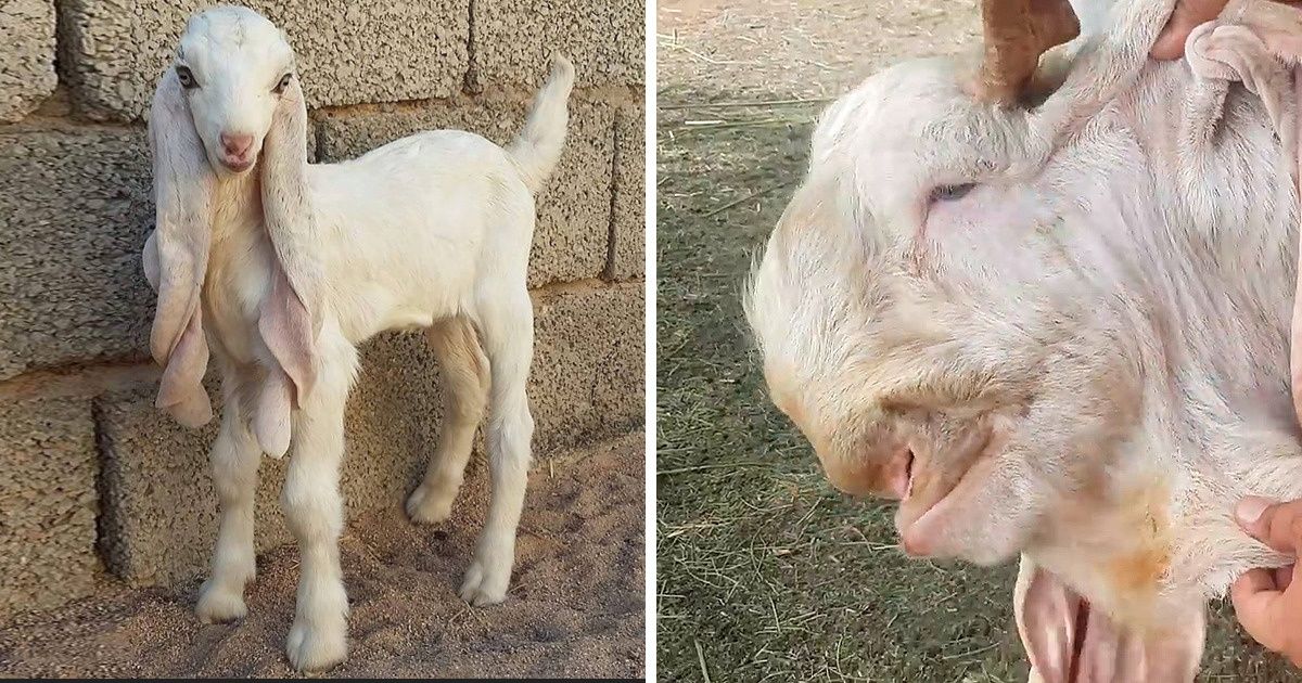 20 Animals That Made Us Ask “What Are You?”