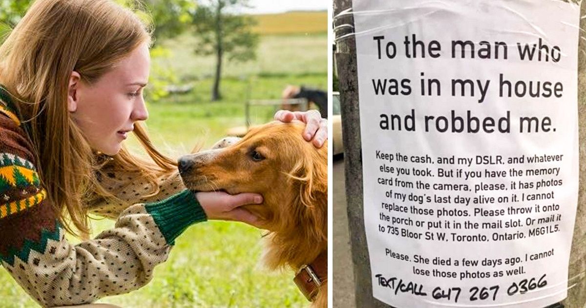 A Woman Begs a Robber to Return Photos of Her Dog’s Last Day in a Note That Will Tear You Apart A Woman Begs a Robber to Return Photos of Her Dog’s Last Day in a Note That Will Tear You Apart
