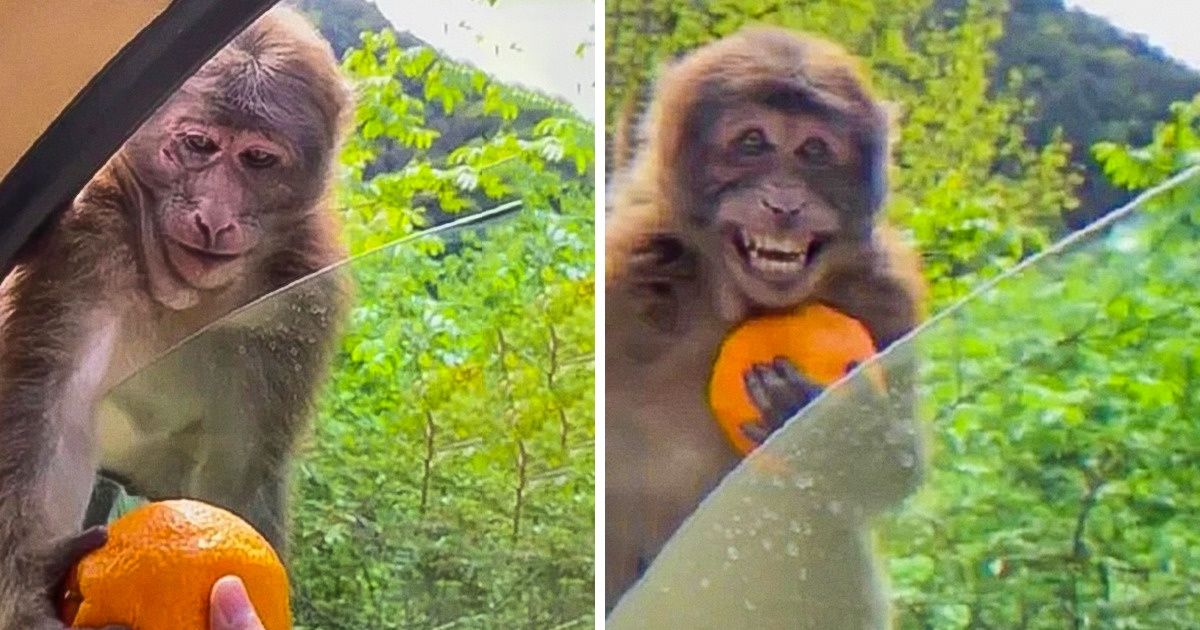21 Animals That Don’t Need Much to Be Happy, and We Should Follow Their Example