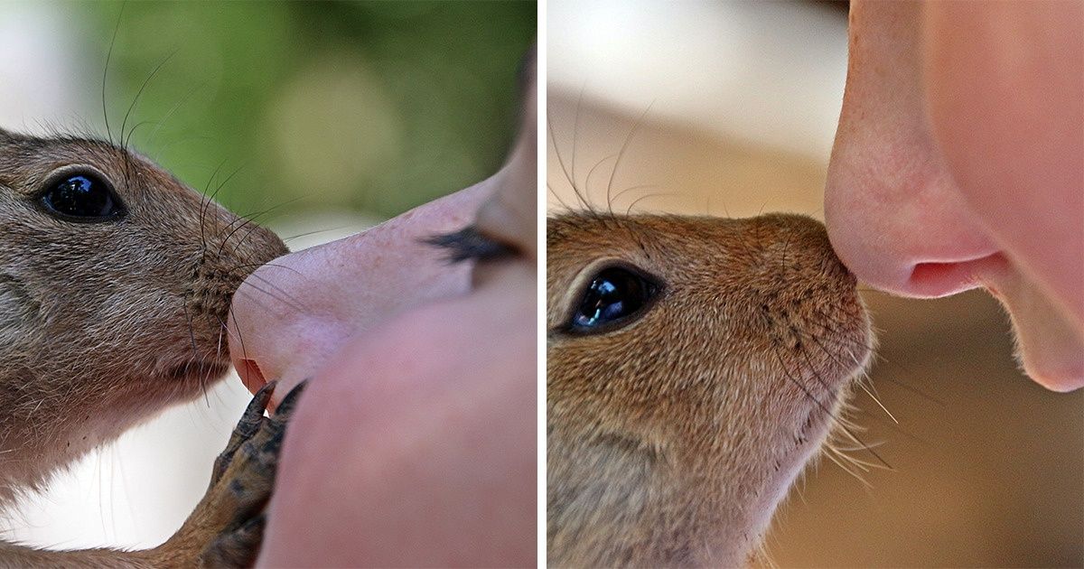 A Woman Finds a Squirrel With Long Curly Teeth and Takes Him to Save His Life