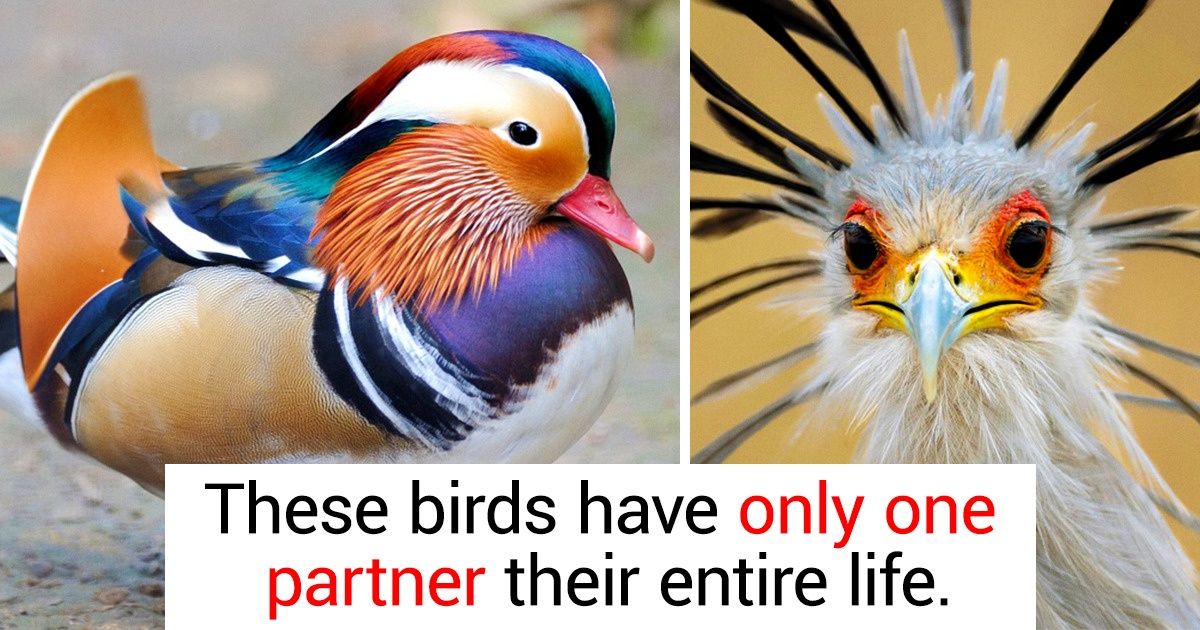 20 Majestic Birds You’d Wish You Could Hold in Your Hands