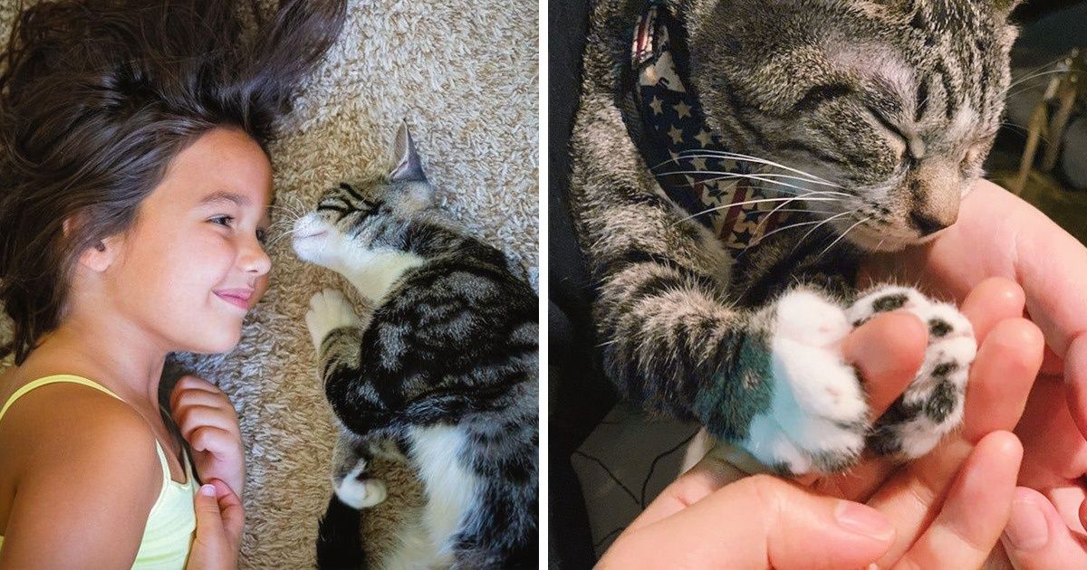 20 Pets That Got Us Right in the Feels 20 Pets That Got Us Right in the Feels