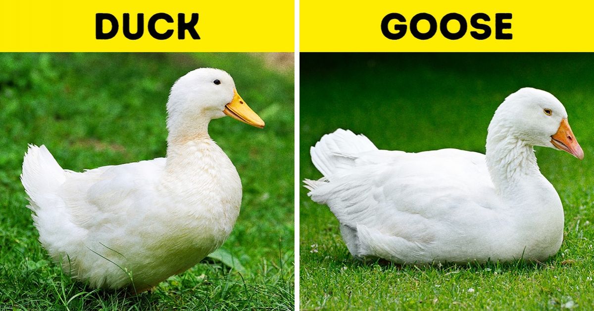 10 Pairs Of Animals That Are Almost Identical and How To Not Confuse 