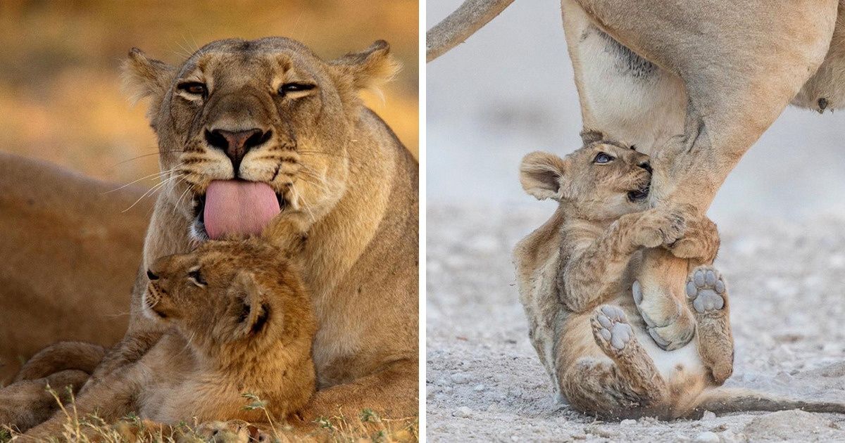 20 Animals Who Show Family Is the Most Important Thing on Earth 20 Animals Who Show Family Is the Most Important Thing on Earth