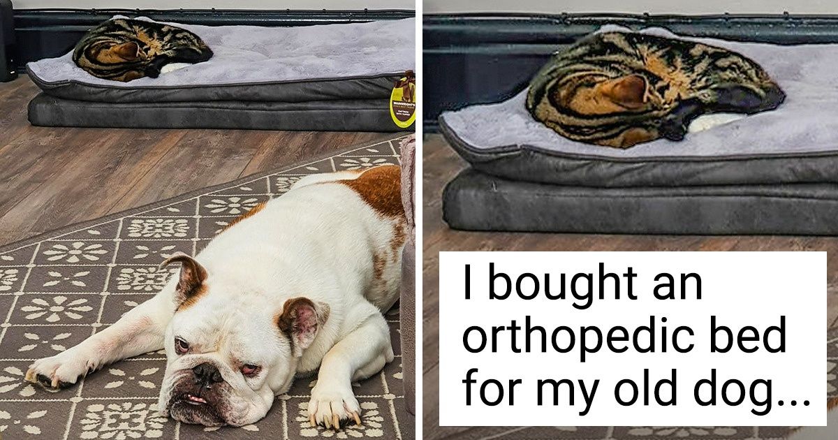 17 Times Humans Captured the True Nature of Cats in Just One Shot 17 Times Humans Captured the True Nature of Cats in Just One Shot