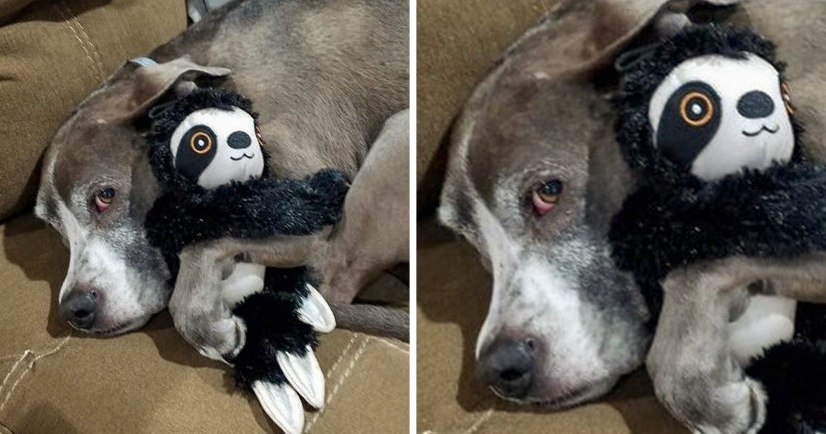 20+ Pets That Refuse to Part With Their Favorite Toys Even for a Second 20+ Pets That Refuse to Part With Their Favorite Toys Even for a Second