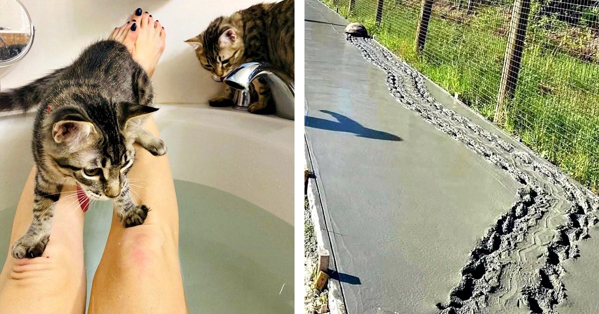 20 Animals Who Could Be Awarded the “Troublemaker of the Year” Prize