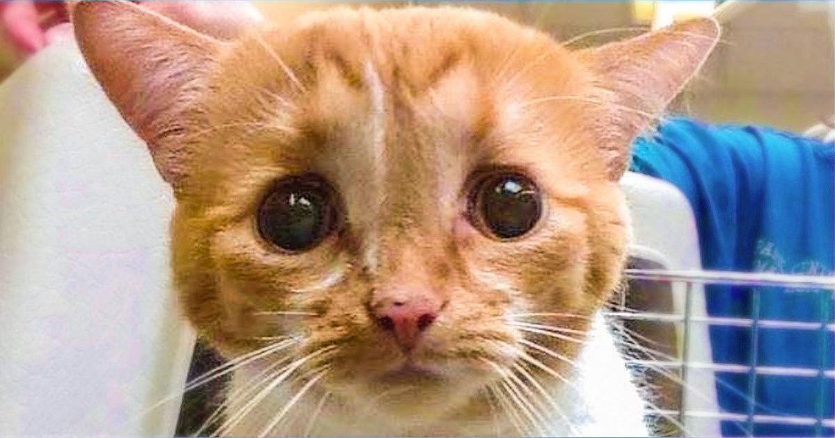 18 Photos Showing the Magic of Animals Finding Their Forever Homes 18 Photos Showing the Magic of Animals Finding Their Forever Homes