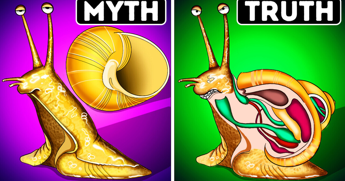 Snails Can Leave Their Shells and Other Myths About Animals Snails Can Leave Their Shells and Other Myths About Animals