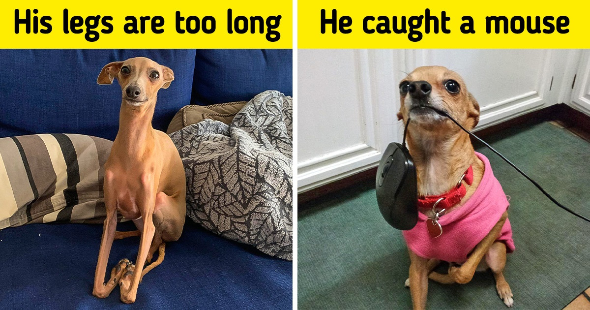 18 Pet Owners Who Never Get Bored With Their Furry Family Members