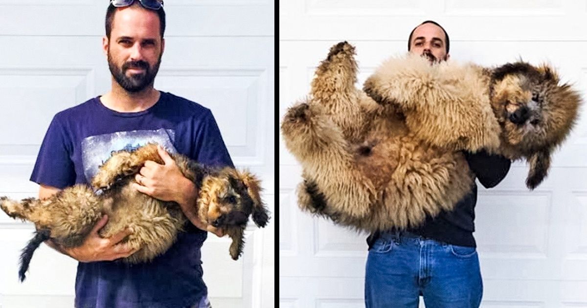 17 Touching Photos of Grown-Up Puppies That Prove Time Runs Way Too Fast