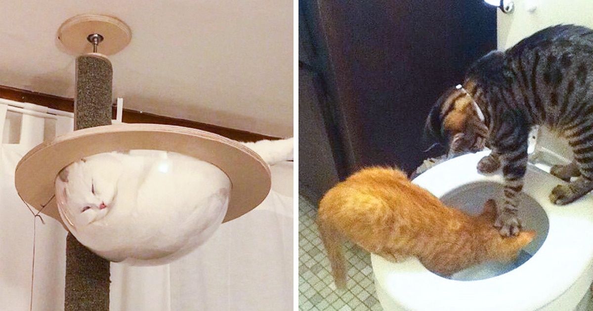 21 Cats That Will Make Even the Grumpiest Person Smile