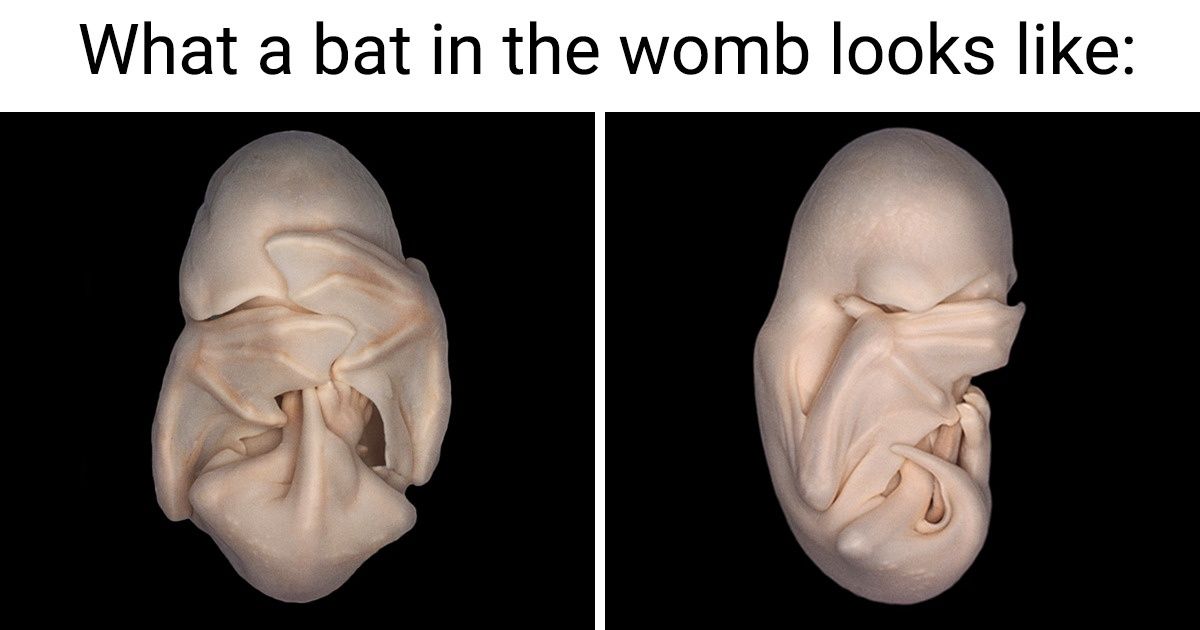 15+ Pics That Show Bats From a New Angle, and They Are Way Cuter Than We Think 15+ Pics That Show Bats From a New Angle, and They Are Way Cuter Than We Think