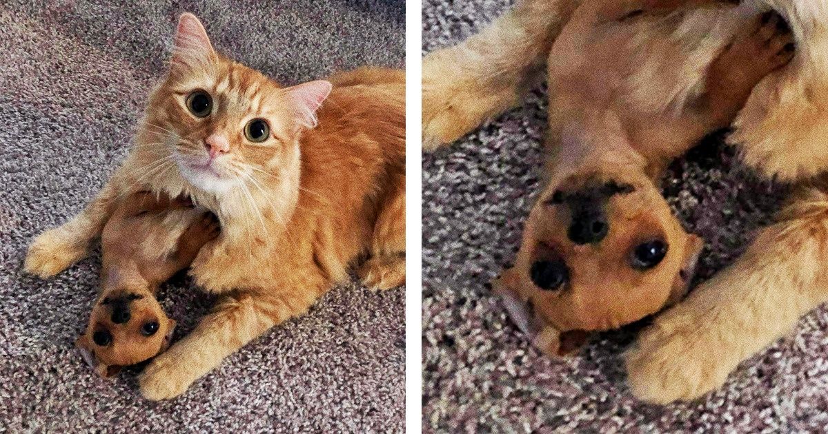 20 Animals Whose Bond is as Strong as Pooh and Piglet