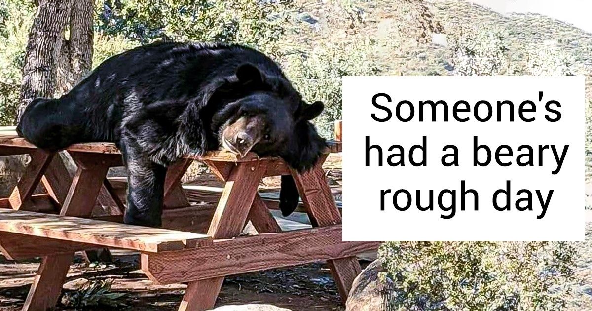 20+ Pics That Prove Animals Are Just Furry Humans / Bright Side