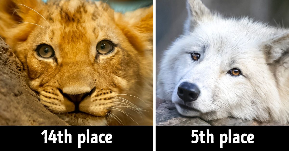 People Have Voted for the Most Beautiful Animals on Earth, and the Results Are Admirable