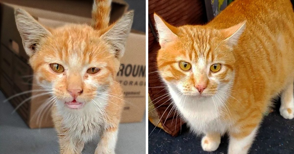 15 Amazing Transformations of Animals Before and After Finding Their ...