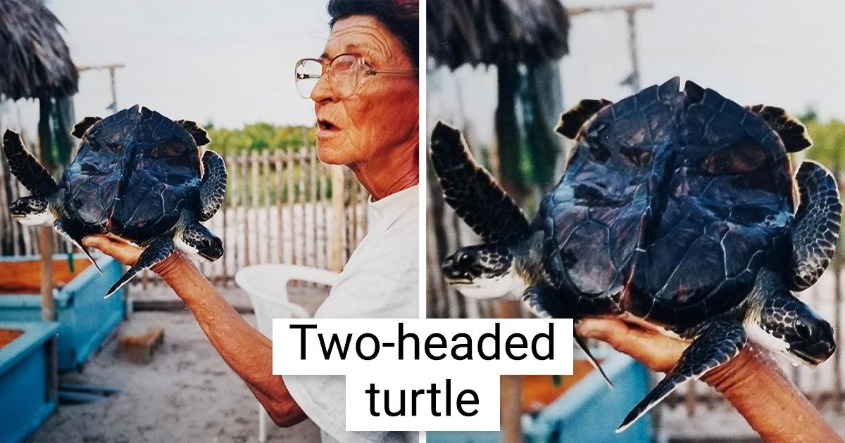 15 Times That Nature Decided to Amaze Us Again