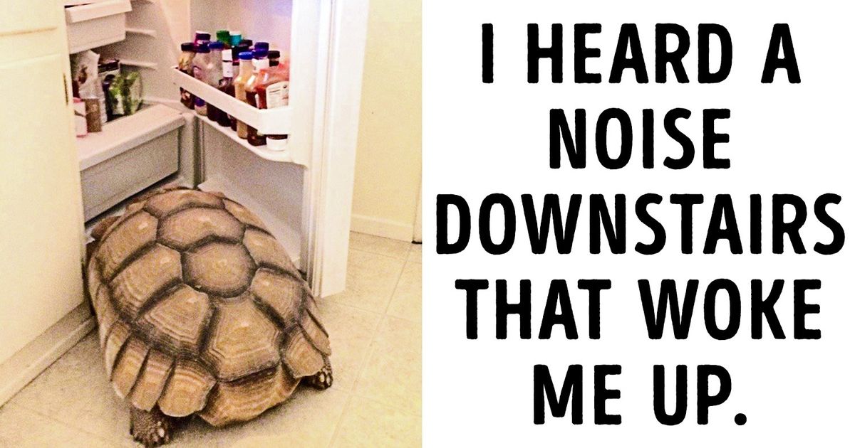 18 Hilarious Morning Sights People Actually Woke Up To