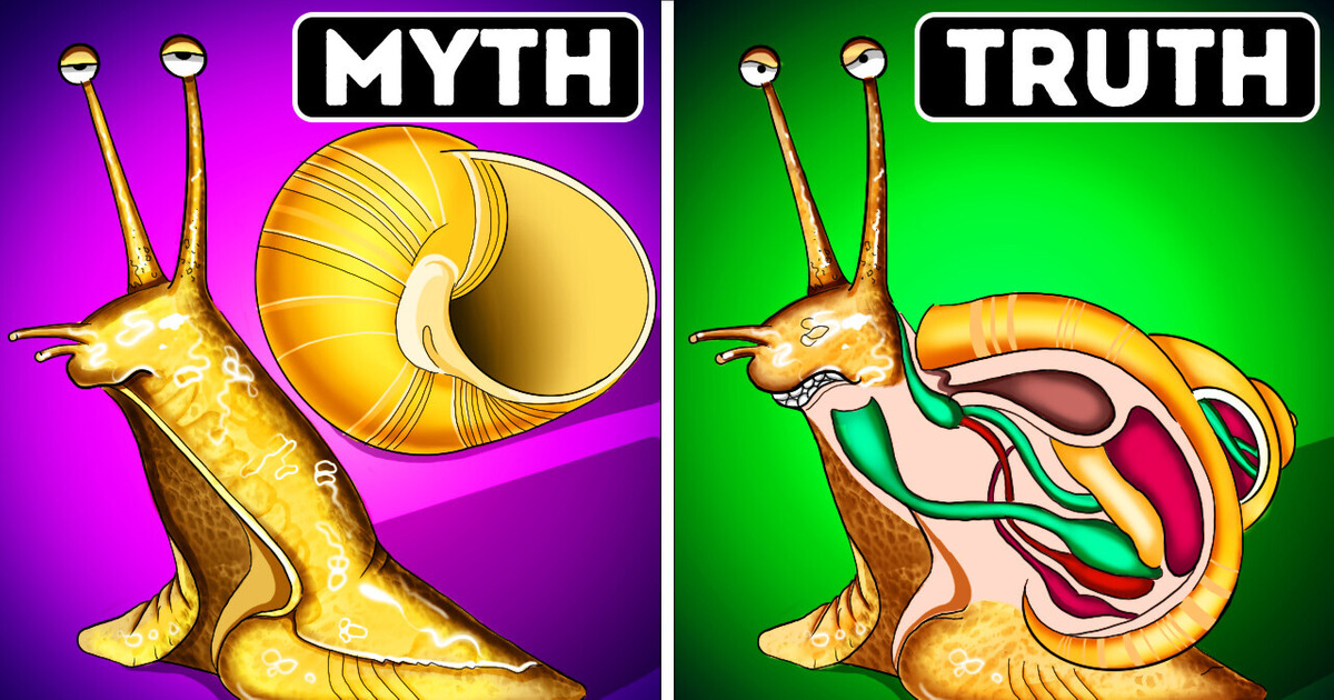 24 Facts About Animals Are Actually False Myths