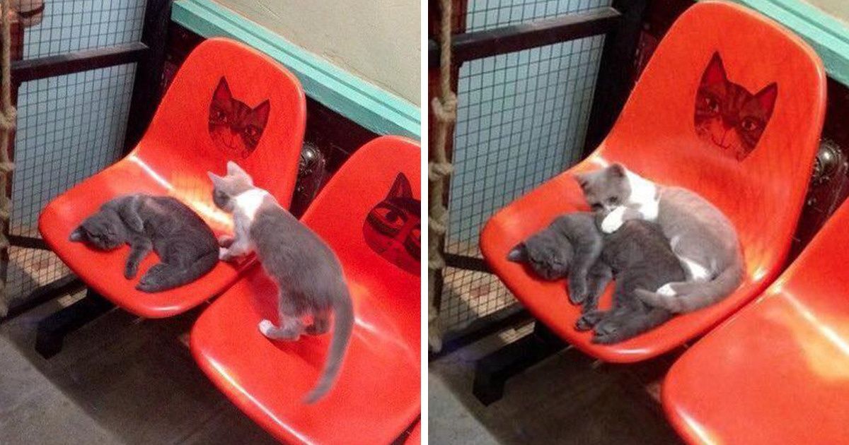 18 Napping Cats That Can Bring You a Smile as Radiant as the Sun