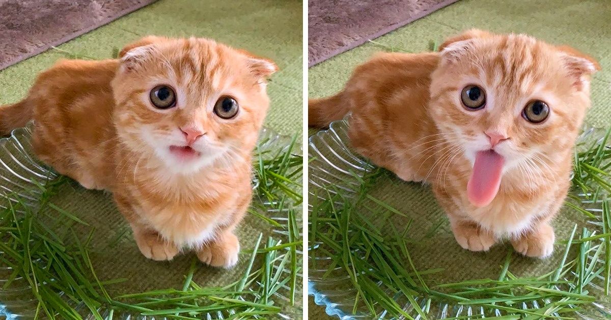 20+ Photos Proving That Life With a Cat Is Always Full of Surprises
