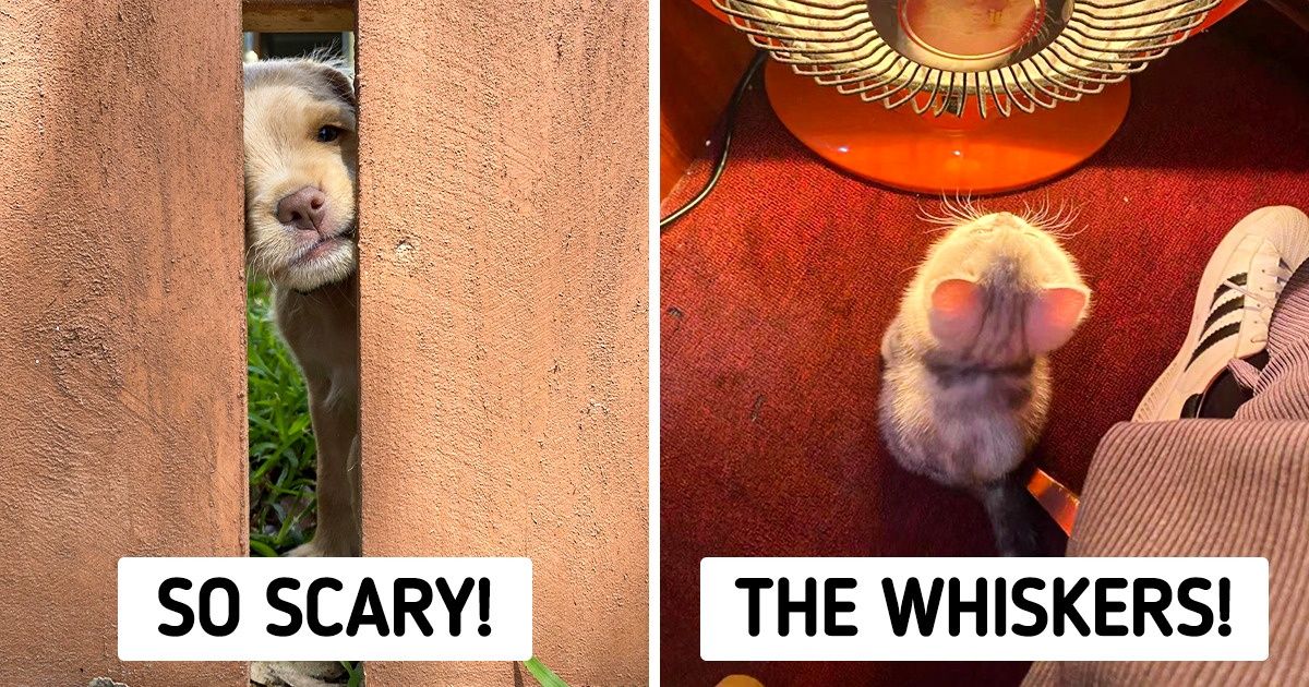 20 Photos That Will Stretch Your Smile for the Whole Day 20 Photos That Will Stretch Your Smile for the Whole Day