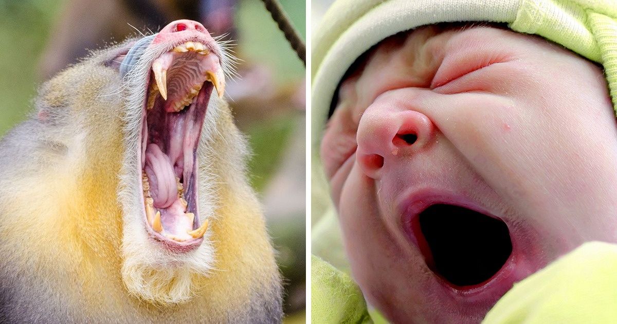 Test If You Can You Look at These 20 Photos Without Yawning