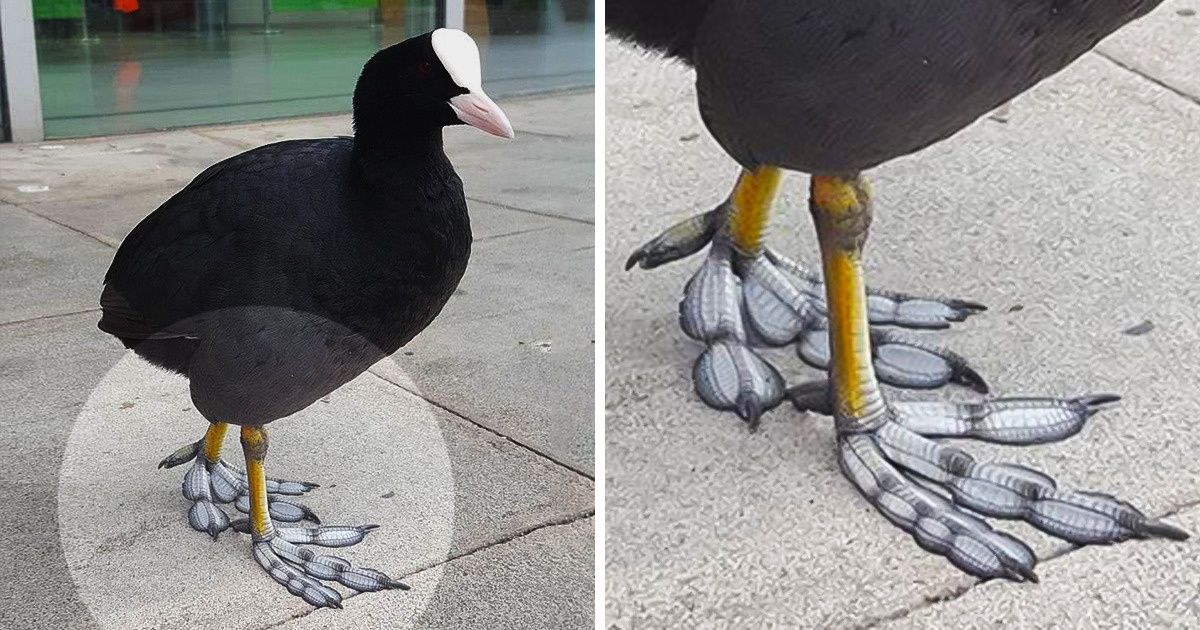 This Bird Has Unique Feet That Look Like Feathers (12 Pics)