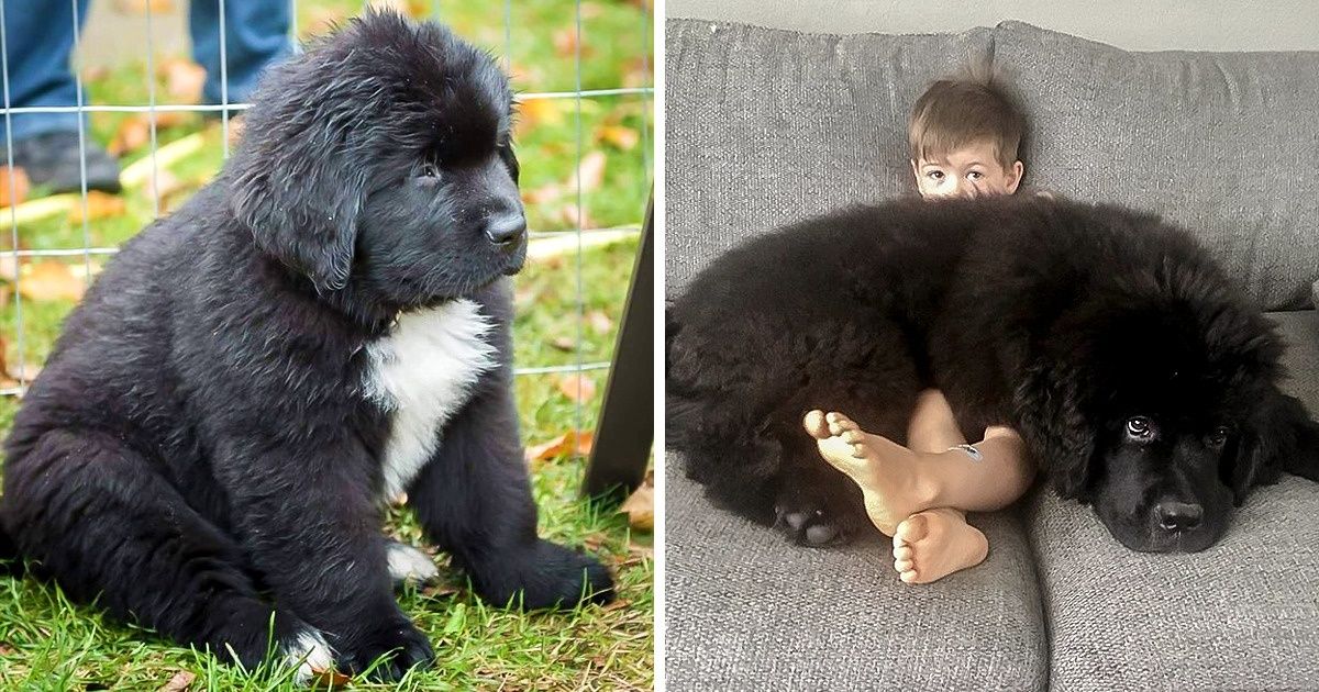 20 Animals That Are Way Bigger Than We Could’ve Imagined