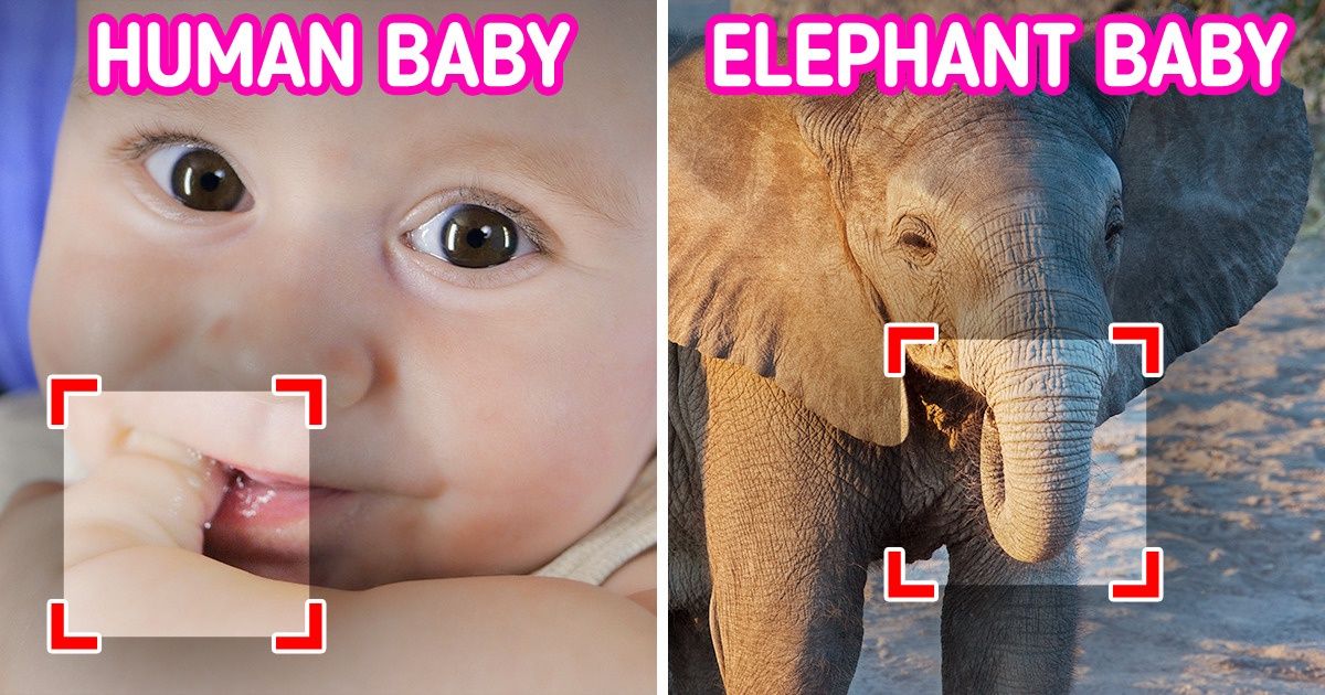 15 Behaviors That Animals and Humans Unknowingly Share 15 Behaviors That Animals and Humans Unknowingly Share