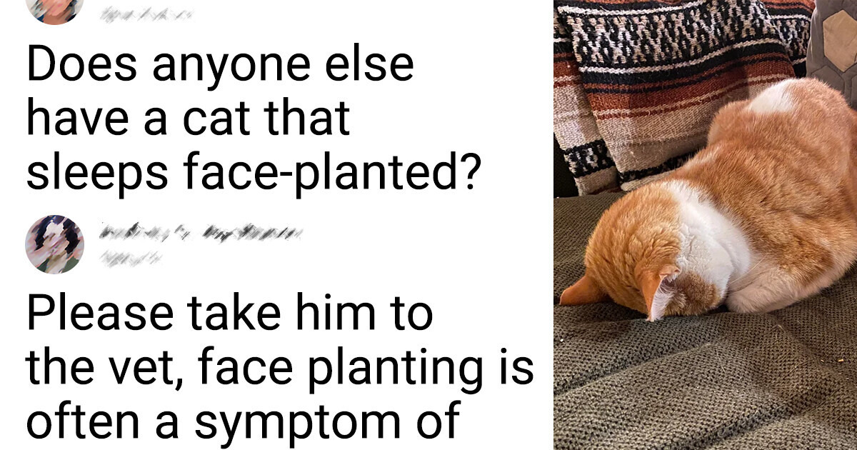 What Your Cat’s Sleeping Positions Reveal What Your Cat’s Sleeping Positions Reveal