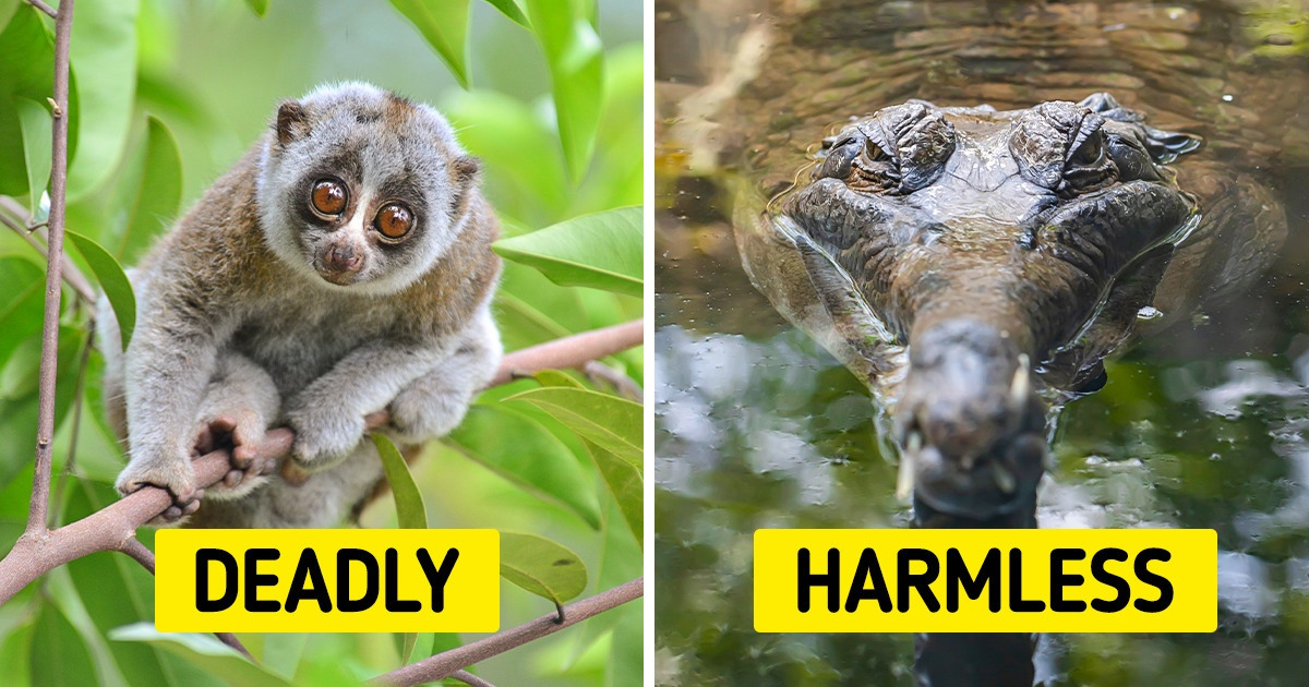 11 Animals That Break the Stereotypes of What We Think About Them 11 Animals That Break the Stereotypes of What We Think About Them