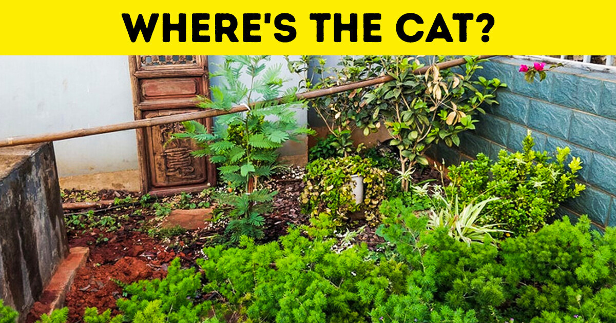 Check Your Observation Skills by Spotting 25 Hidden Cats