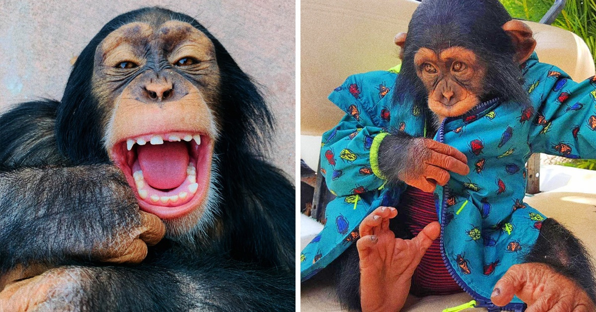 A Wildlife Foundation Lets Us See How a Young Chimp Is Growing and Learning, and He’s Adorbs A Wildlife Foundation Lets Us See How a Young Chimp Is Growing and Learning, and He’s Adorbs