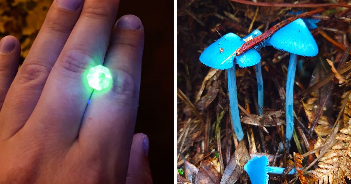15 Times People Were Lucky Enough to Find Some of Nature’s Artwork 15 Times People Were Lucky Enough to Find Some of Nature’s Artwork